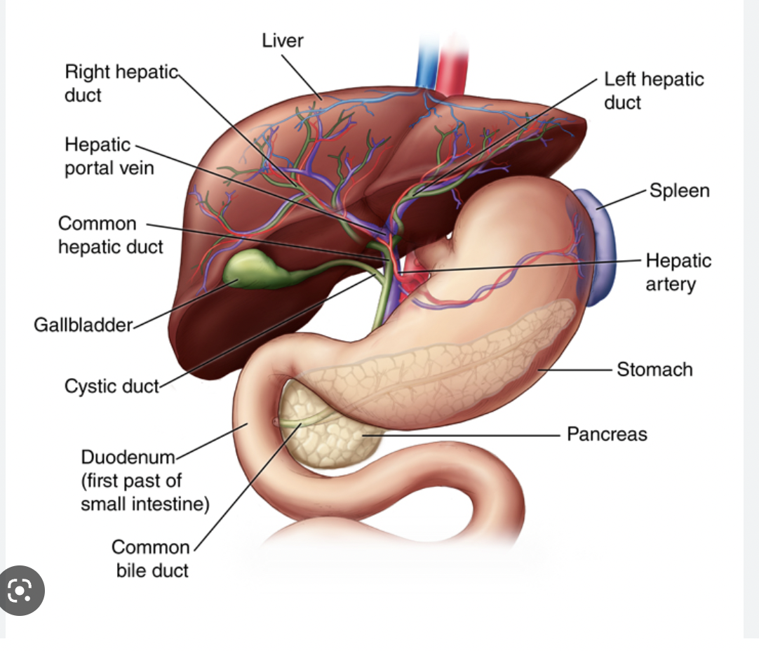 <p>largest internal organ, 2 major lobes = L &amp; R, contains hepatic sinusoids (full of blood)</p>