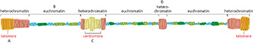<p><span>Shown below is a schematic of an interphase chromosome. Which region is most likely to contain the highest density of genes?</span></p>