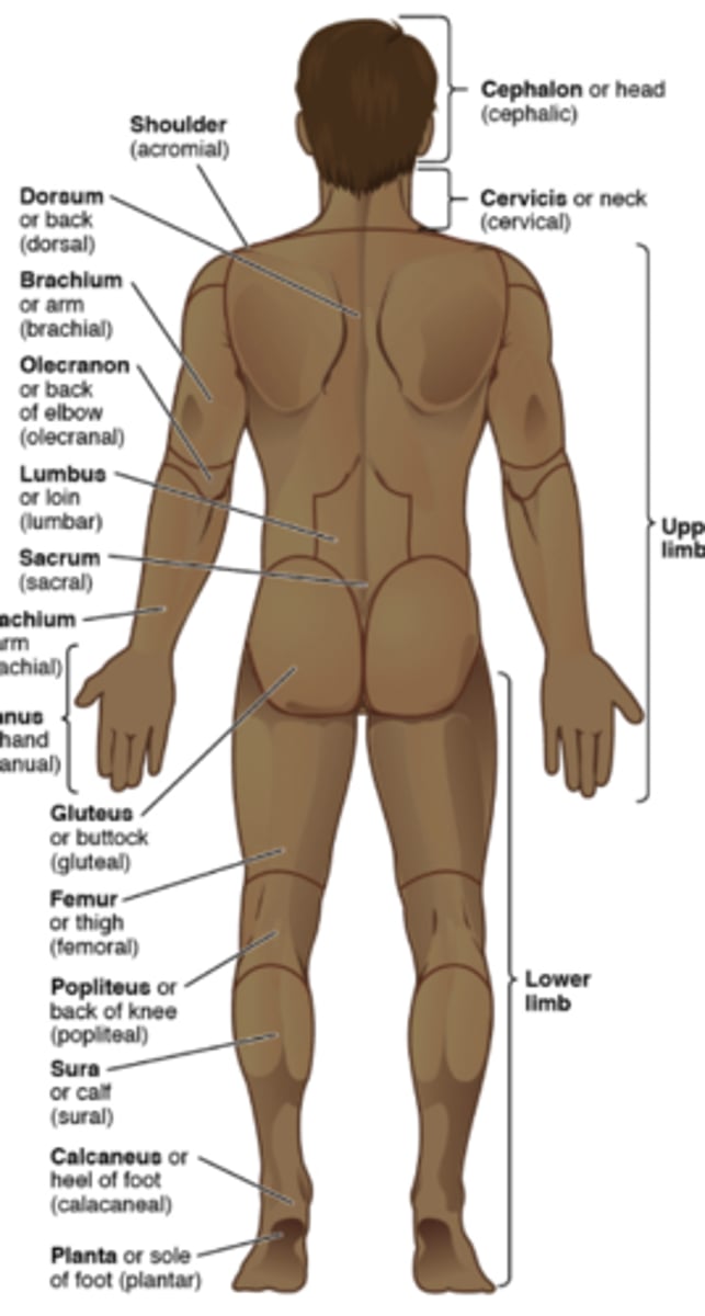 <p>back of body</p>