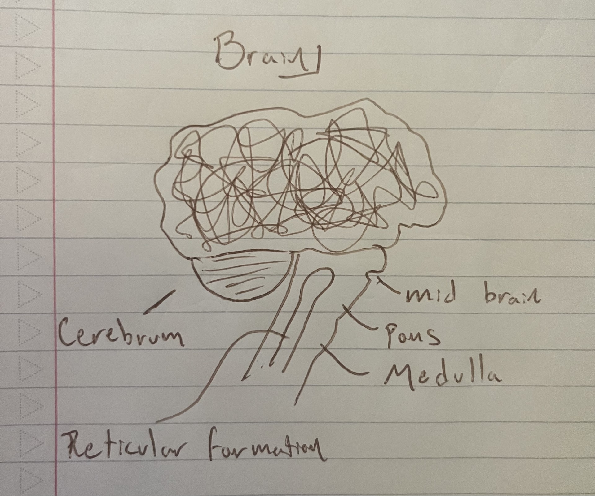 <p>Lower 2/3rds of the brain, if these parts are not working you either go in a coma or die contains; </p><p>Reticular formation, Midbrain, Pons, Medulla, and Cerebellum</p>