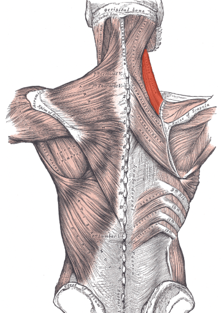 <p><span><span>a muscle in the neck that elevates the scapula</span></span></p>