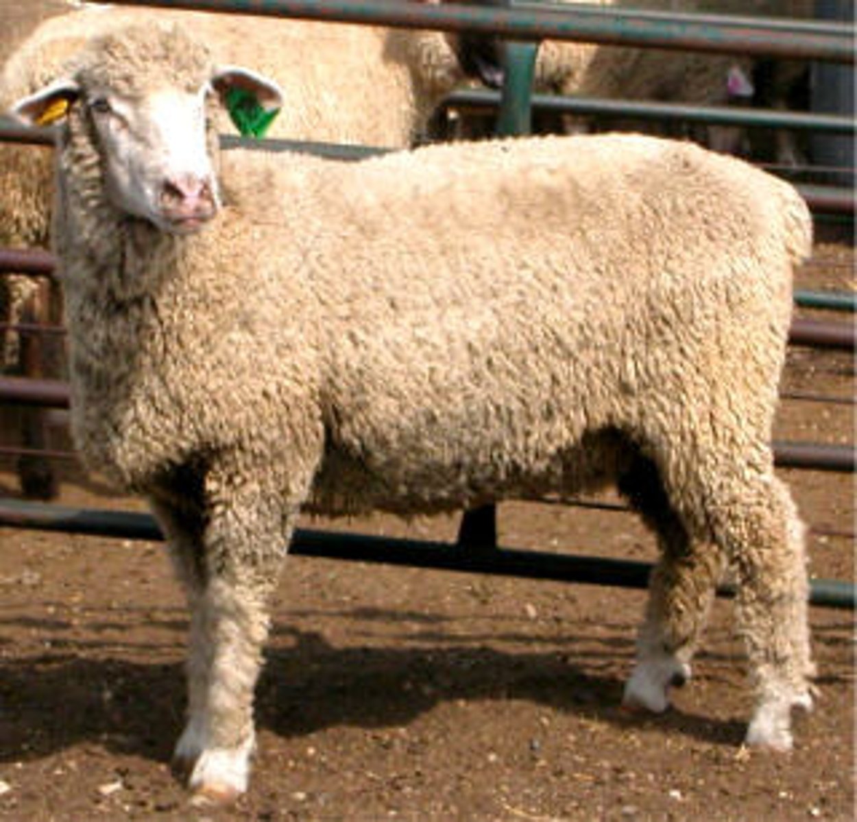 <p>Lincoln x Rambouillet cross</p><p>Developed for range condition</p><p>One of larger breeds in U.S.</p><p>1st breed to originate in U.S.</p><p>White open face; wool on legs</p><p>Medium wool; heavy fleece; medium long staple</p><p>Good carcass conformation</p><p>Gregarious; good mothers</p><p>Hardy</p>