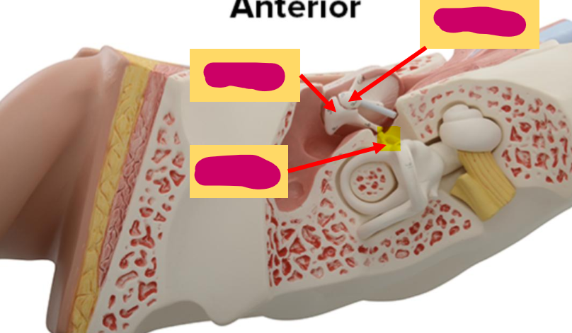 <p>What is the highlighted structure?</p>