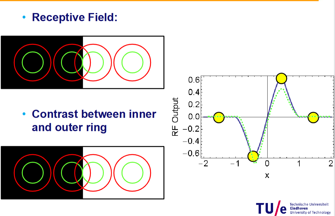 <p>Read through: the left circle on the graph corresponds to the most left receptive field in the image on the left (answer is ‘read through’)</p>
