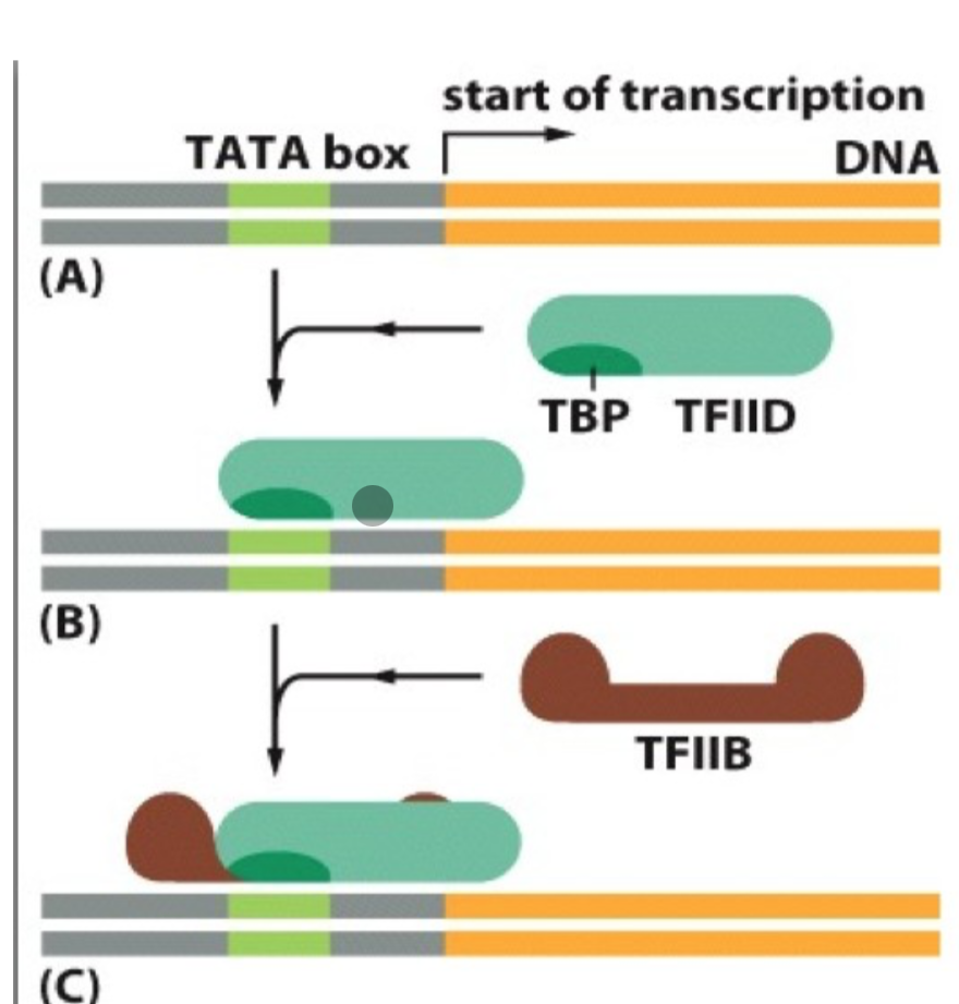 <p>TFIIB binds to TFIID, optimizing the possible interaction of RNA polymerase with transcription factors and DNA because TFIIB and TFIID are transcription factors</p>