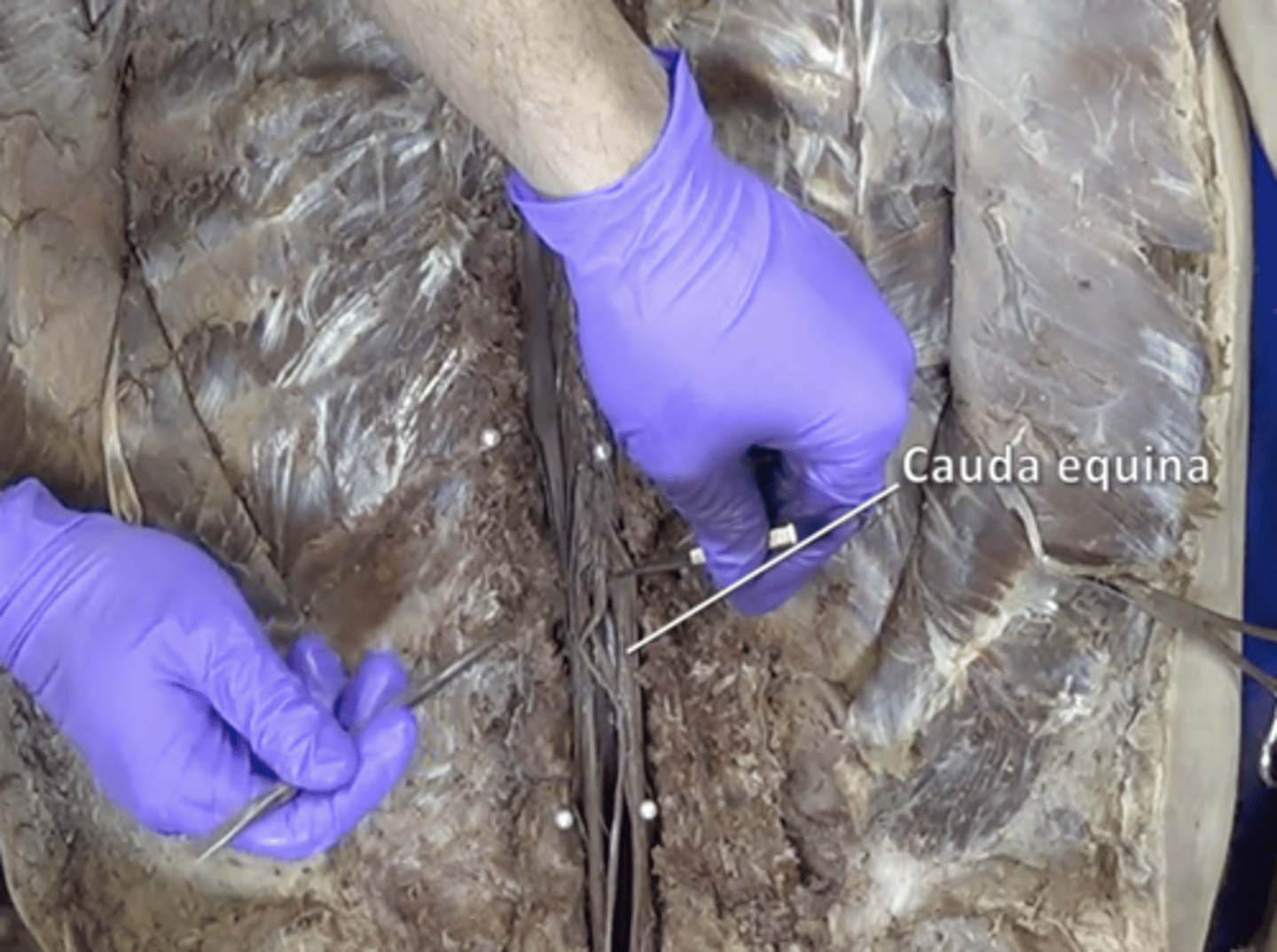 <p>collection of spinal nerves below the end of the spinal cord</p>
