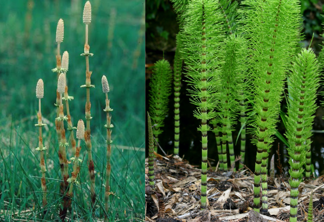 <p>what is this? what phylum does it belong to?</p>