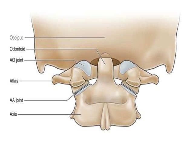 * between the occipital bone in the skull and the Atlas bone