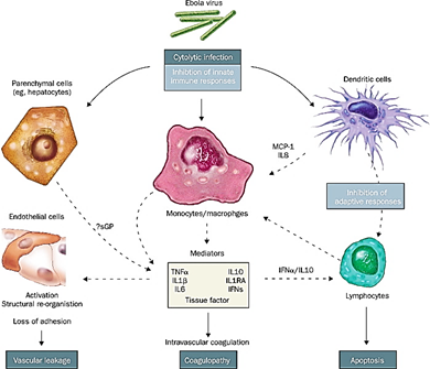 <p><strong>Myeloid cells, including dendritic cells</strong>, macrophages, and monocytes.</p>