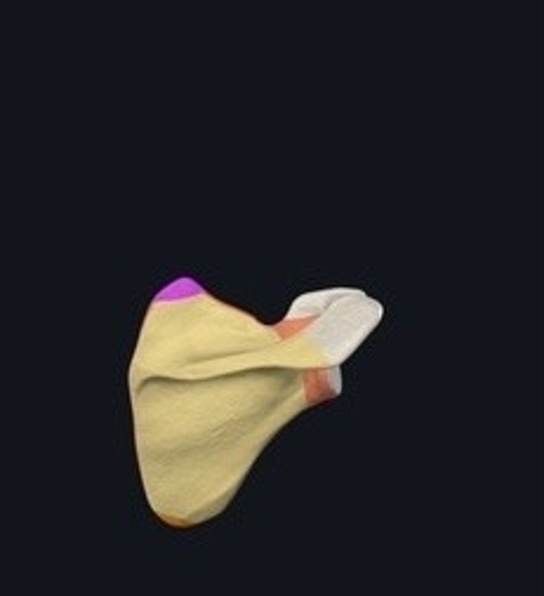 <p>Topmost point of the scapula.</p>