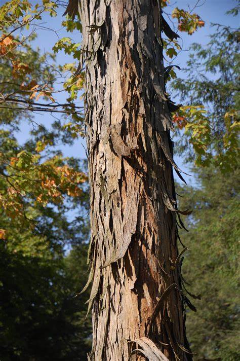 <p>Shagbark Hickory</p>