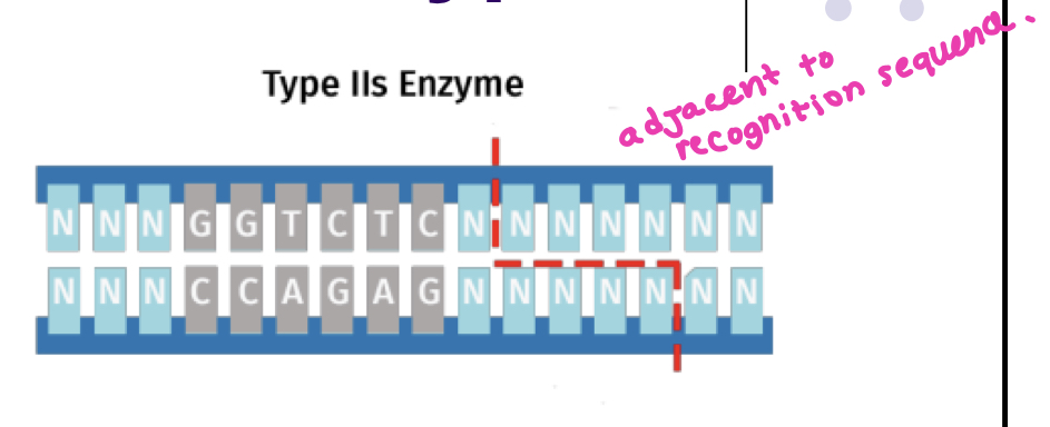 Restriction Endonuclease (Type IIS) 