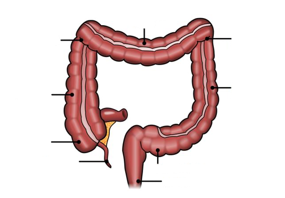 <p>Bowel Anatomy</p>