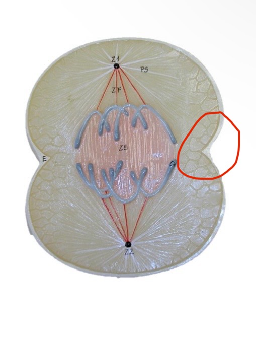 <p>What is this in cell division?</p>