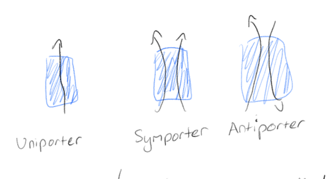 <p>Uniporter - only goes in one direction and one compound</p><p>Symporter - only goes in one direction and two compounds</p><p>Antiporter - goes in opposite directions and two compounds</p>