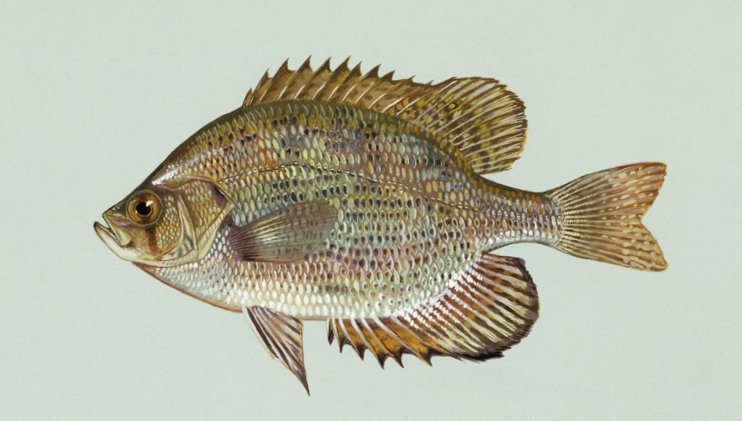 <p>Order Perciformes</p>