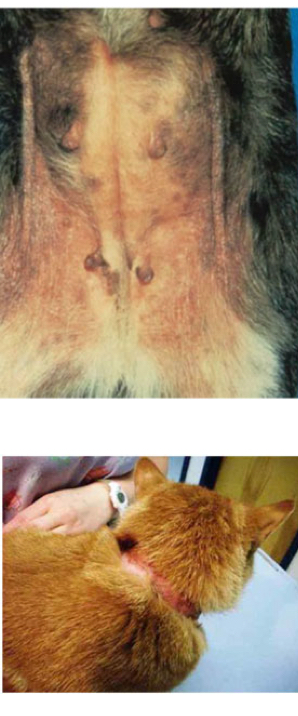 <p>how can allergic contact derm rxn get stronger</p>