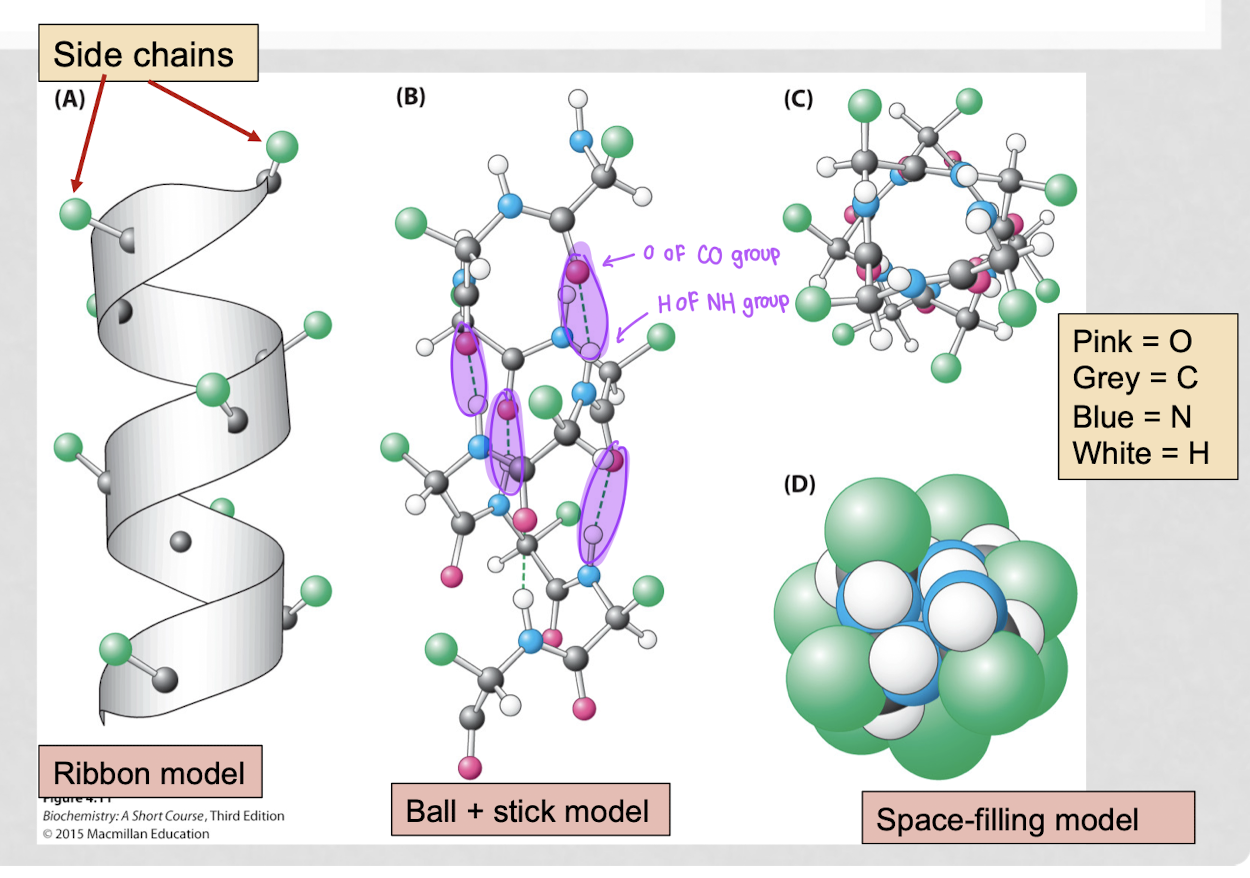 <p>space-filling model, ribbon model, ball-and-stick model</p>
