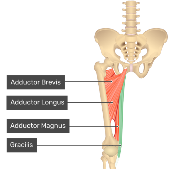 What is the innervation for Gracilis?