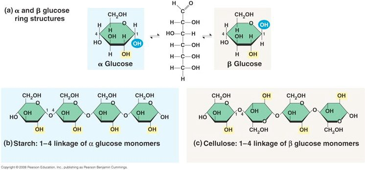 <p>Beta glucose molecules.</p>