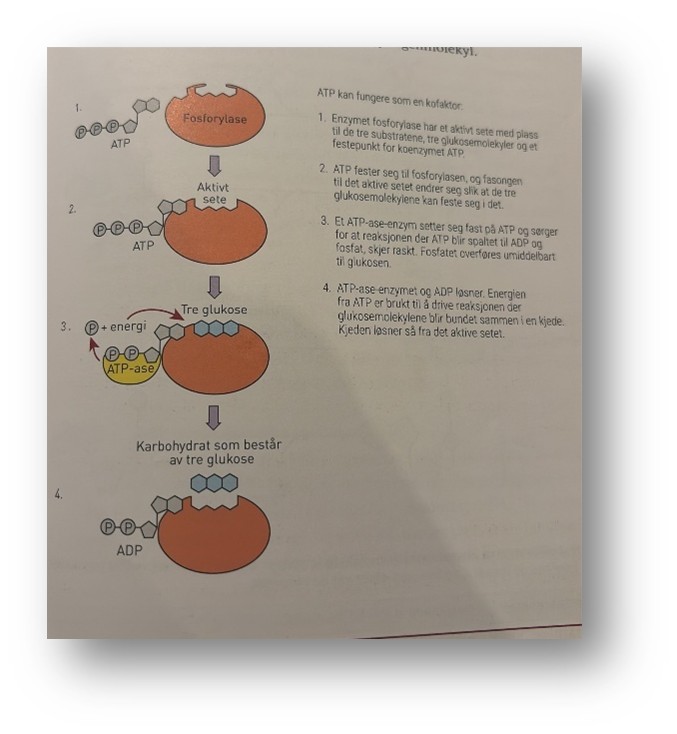 <p>I tillegg til at ATP er en energibærer, er molekylet ATP også en kofaktor hos en gruppe enzymer, fosforylasene. Fosforylaser finnes i alle celler. Fosforylase har et aktivt sete der det er plass til substrater, og for at det aktive setet skal ha en fasong som passer for substratet, må fosforylasen ha koenzymet ATP festet til seg. Fosforylasene deltar når små molekyler skal bygges sammen til store molekyler, for eksempel når monosakkaridet glukose skal bygge til polysakkaridet glykogen, eller når store molekyler skal brytes ned til mindre, for eksempel glykogen til glukose.</p><p>Reaksjonen som skjer under oppbygginger av glykogen, krever energi, og denne energien blir tilført i reaksjoner der ATP inngår og blir spaltet til ADP og P. Ved nedbrytingen av glykogen til glukose skjer det omvendte – da blir det frigjort energi som blant annet kan brukes til at ADP og P igjen danner ATP. For hvert glukosemolekyl som blir festet til et annet, trengs energi fra tre ATP-er. Når glykogen blir spaltet til glukose molekyler, blir det frigitt to ATP-er for hvert glukosemolekyl som blir spaltet av fra glykogenmolekylet.</p><p class="MsoNormal">Figuren under viser hvordan glukosemolekylene blir bygd sammen. Fosforylasen har et aktivt sete med plass til tre glukosemolekyler. Ved hjelp av energi fra ATP blir det dannet bindinger mellom glukosemolekylene, slik at vi får et karbohydrat av tre glukosemolekyler som er festet ammen. Etterpå deltar to andre enzymer i to delreaksjoner som binder sammen flere av glukosekjedene til et stort glukosemolekyl</p>