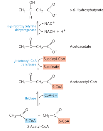 <ol><li><p>D-β-hydroxybutyrate dehydrogenase = catalyzes the oxidation of D-β- hydroxybutyrate to acetoacetate in extrahepatic tissue</p></li><li><p>β-ketoacyl-CoA transferase = catalyzes the activation of acetoacetate</p></li><li><p>acetyl-CoA enters the citric acid cycle</p></li></ol><p></p>