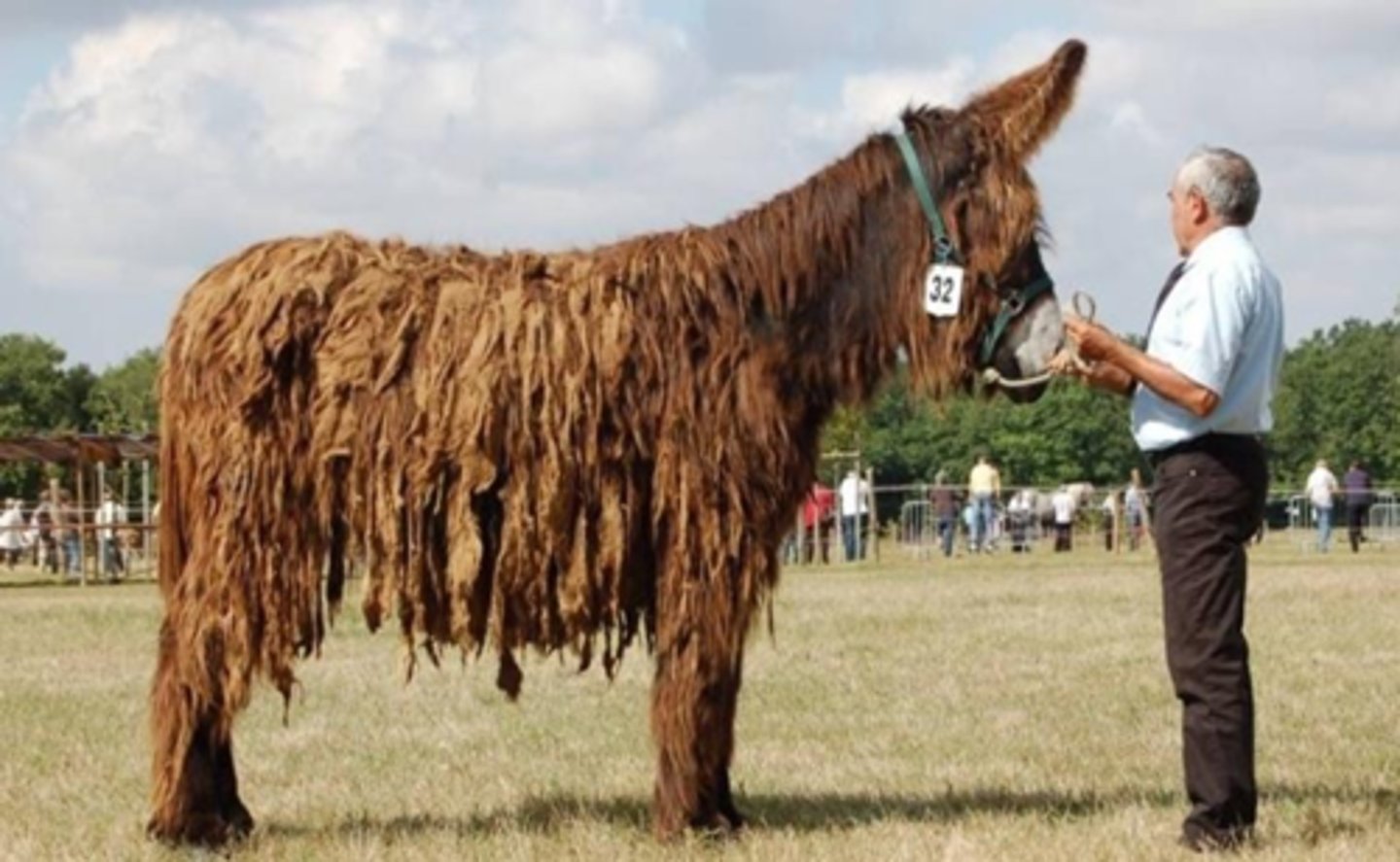 <p>Donkey, dreadlocks, makes mule. France</p>