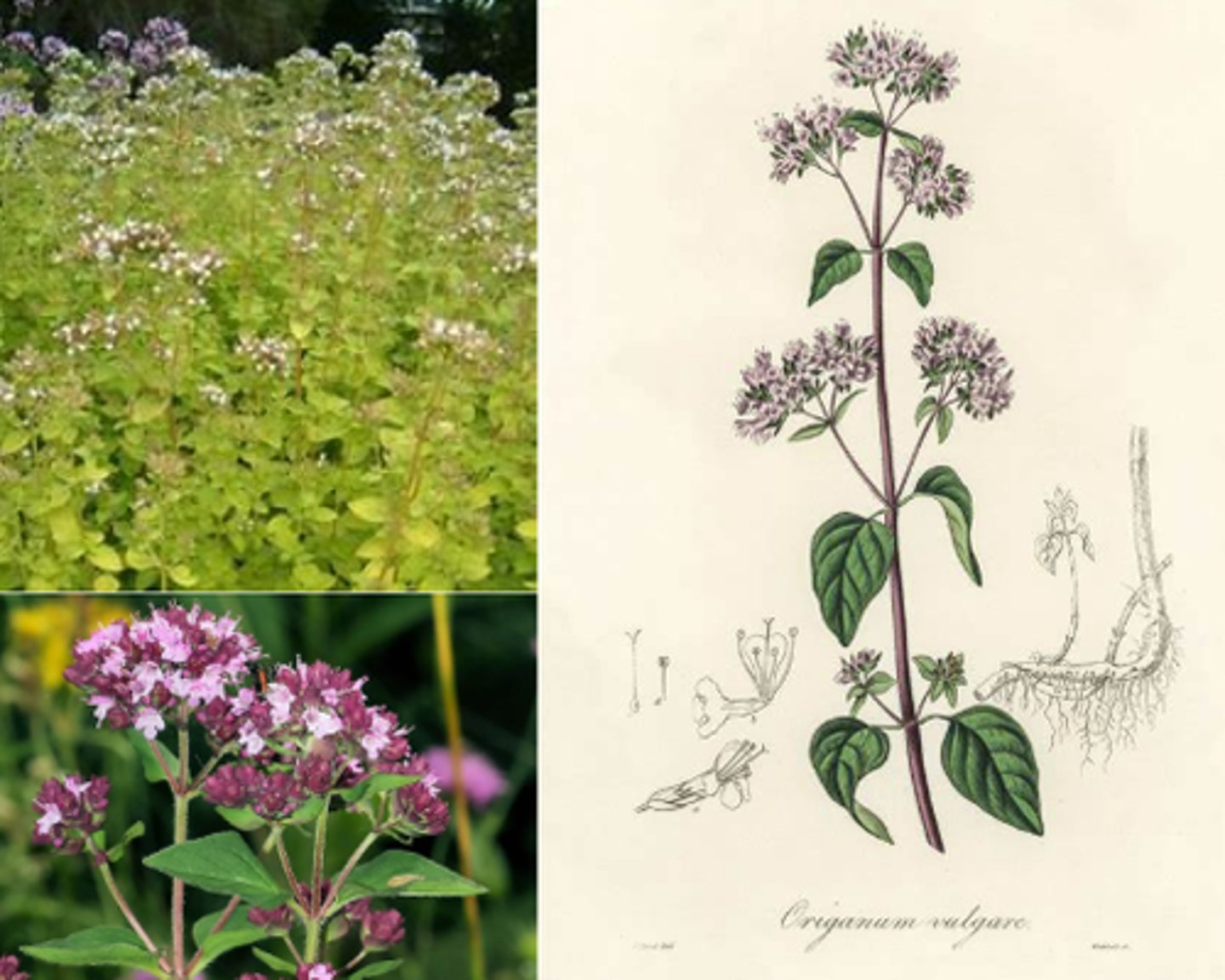 <p>square stems; opposite leaves; bilabiate flowers</p><p>leaves: pubescent; 1/2"-1";</p><p>terminal buds</p><p>woody with age</p>