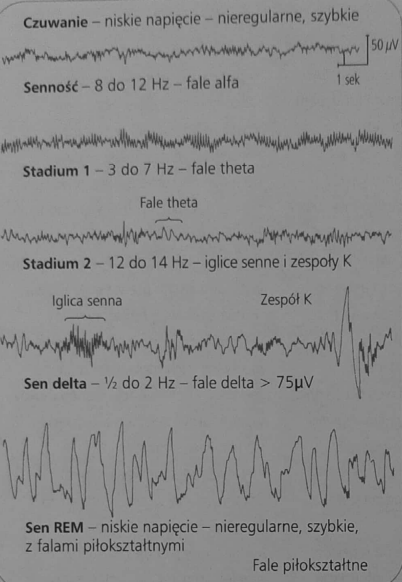 <p>dostarcza obiektywnej, ciągłej miary zmian zachodzących w aktywności mózgu podczas snu lub czuwania</p><p>posługując się EEG odkryto, że fale mózgowe człowieka zmieniają swój kształt z chwilą jego zaśnięcia i wykorzystują dalsze systematyczne przewidywalne zmiany w ciągu okresu snu</p>