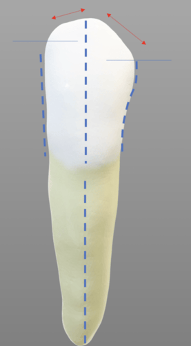 <p>flat, and parallel to root</p>