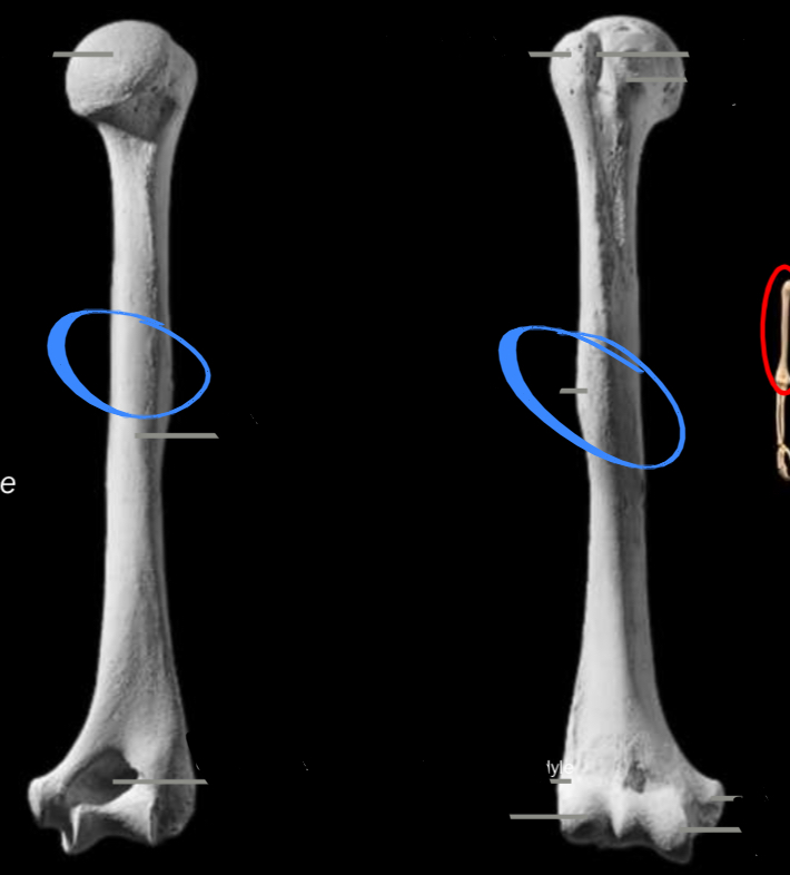 <p>Located on the lateral humerus</p>