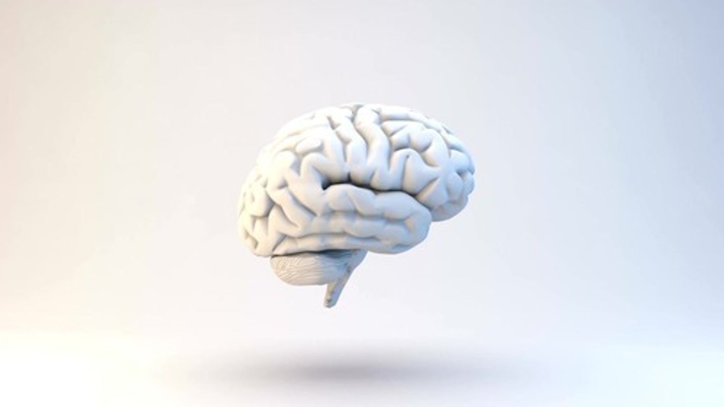<p>The hippocampus continues to increase in size into adolescence, playing a crucial role in memory and learning.</p>
