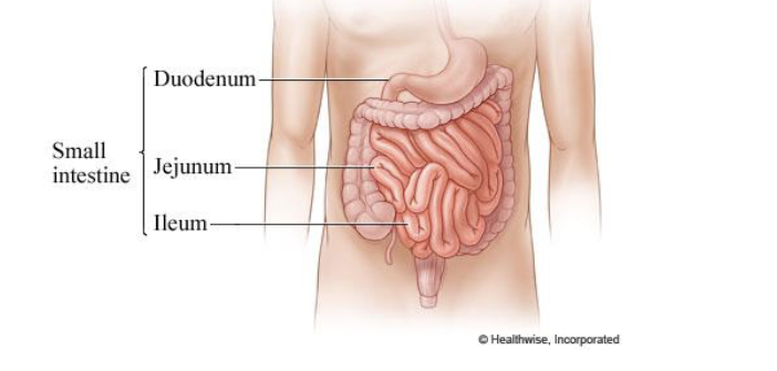 <p>-<u>major organ of digestion and absorption!!!</u></p><p>is 2-4m long; from pyloric sphincter to ileocecal valve</p>