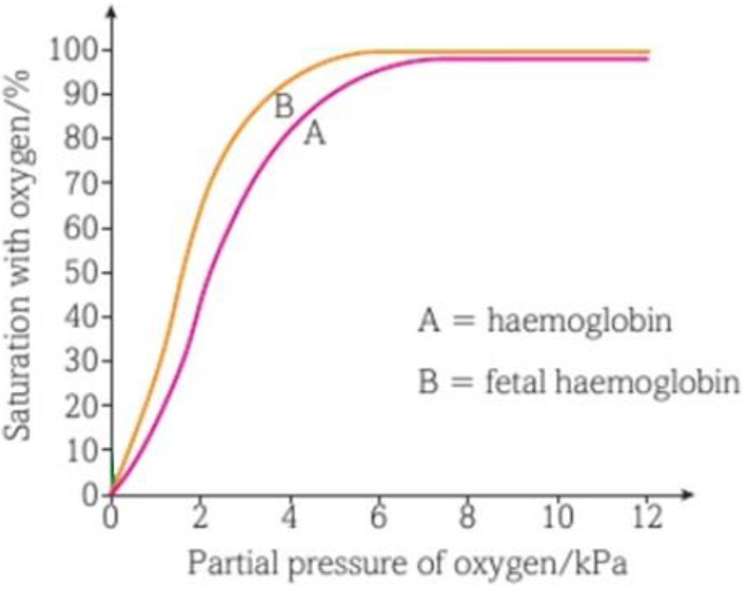 <ul><li><p>foetal and maternal blood is kept separate in <mark data-color="red">placenta</mark></p></li></ul><p style="text-align: start"></p><ul><li><p>to get O2 from maternal to foetal blood, foetal haemoglobin needs a <mark data-color="red">higher affinity for O2</mark> than maternal haemoglobin</p></li></ul><p style="text-align: start"></p><ul><li><p>foetal haemoglobin O2 dissociation curve are <mark data-color="red">left</mark> of adult curves- their stronger affinity means they can become <mark data-color="red">saturated at lower pO2</mark></p></li></ul>