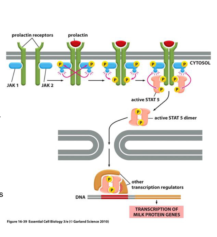 <p>A type of active kinase linked receptor signalling pathway.</p><ul><li><p>ligand binding causes dimerisation of single TM chains</p></li><li><p>JAK proteins cross phosphorylate tyrosine residues of the intracellular domain of the receptor</p></li><li><p>STATs bind to phophorylated residues and undergo tyrosine phosphorylation themselves by JAKs</p></li><li><p>Phosphorylated STATs dimerise and trans locate to the nucleus to mediate DNA transcription </p></li></ul><p></p><p>Eg: prolactin and cytokine receptors </p><p></p>