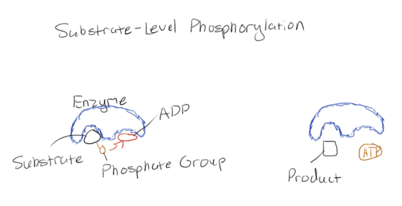 <p>The way ATP is generated during glycolysis</p><p>Enzyme transfers phosphate group from a substrate to ADP, yielding ATP</p>