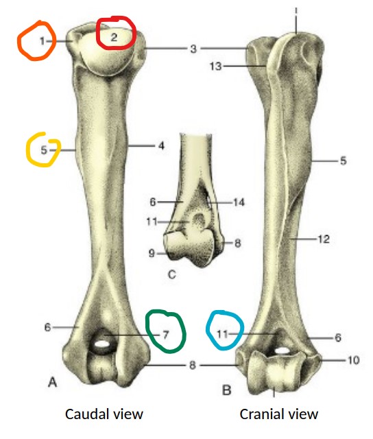 * distal, ==cranial== depression

*blue 11*