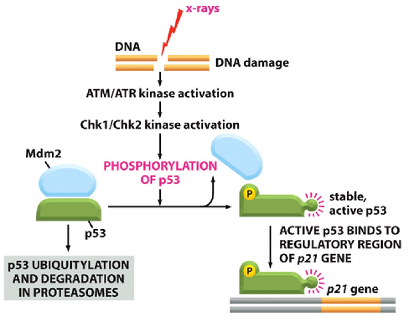 <p>Loss can occur due to TP53 mutation/deletion, MDM2 over-expression, ATM/Chk defects, or HPV E6-mediated degradation of p53.</p>