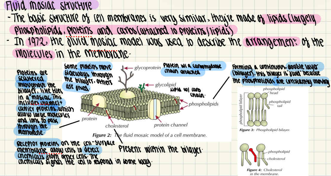knowt flashcard image