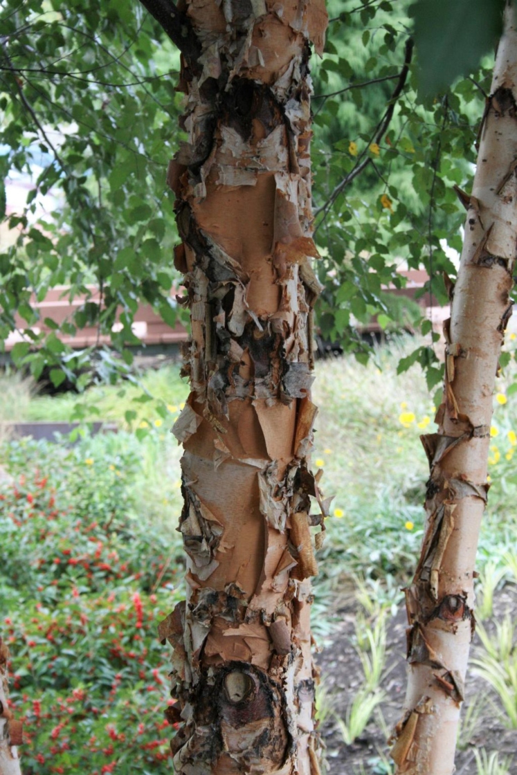 <p>Commonly multi-trunked, bark is papery and peeling and multicolored, messy shelf-shading, foliage is simple with serrated margins, male pre-formed pendulous catkins at the ends of twigs, female catkins are erect and become cone-shaped clusters of samaras</p>
