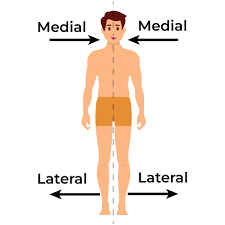 <p><span>Towards the midline of the body; e.g the big toe is on the medial side of the foot</span></p>