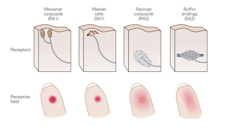 <ol><li><p>Meissner corpuscles</p></li><li><p>Merkel cells</p></li><li><p>Ruffini endings</p></li><li><p>Pacinian corpuscles</p></li><li><p>free nerve enedings</p></li></ol><p></p>