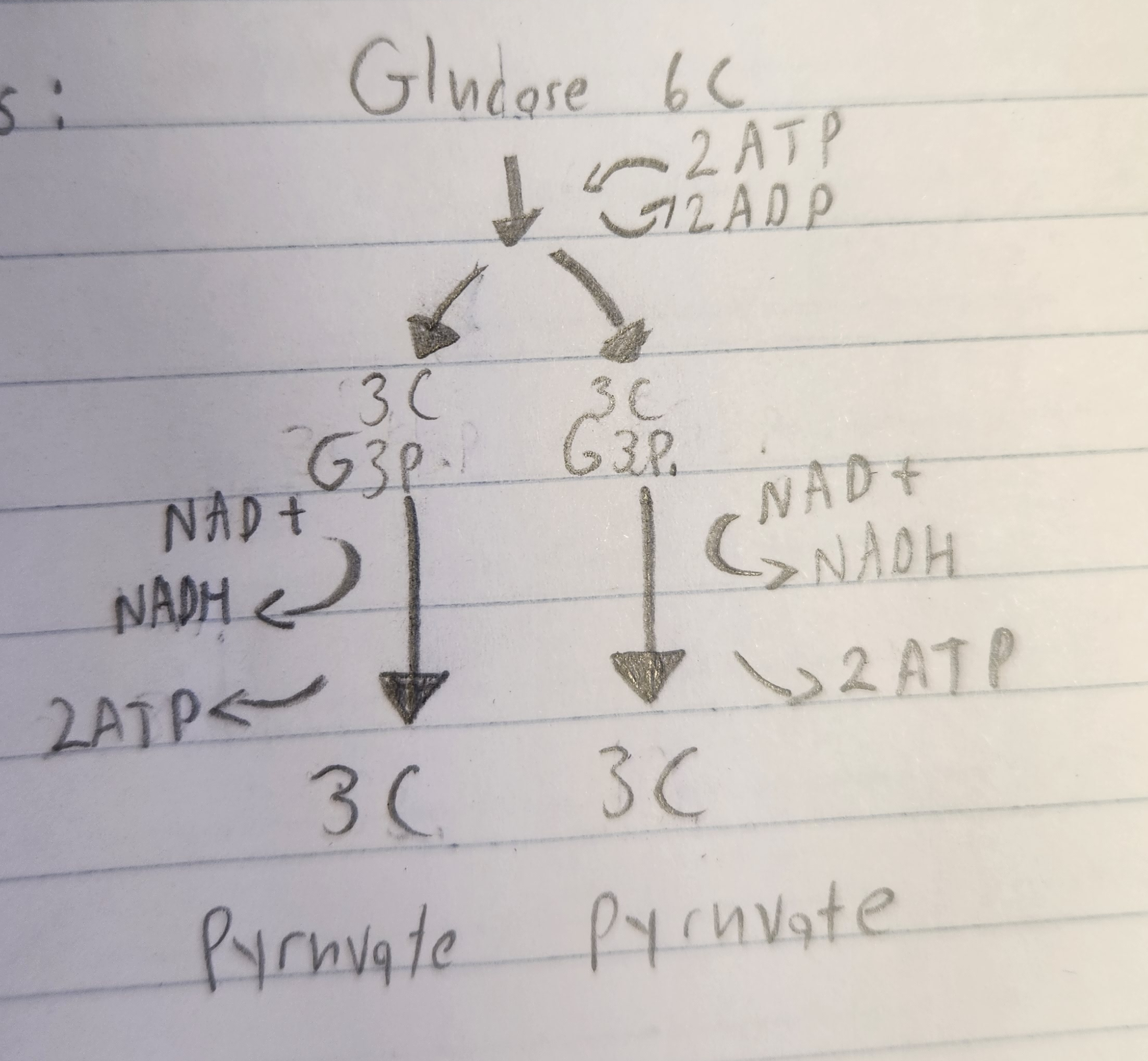 <p><strong>Which diagram is this?</strong></p>