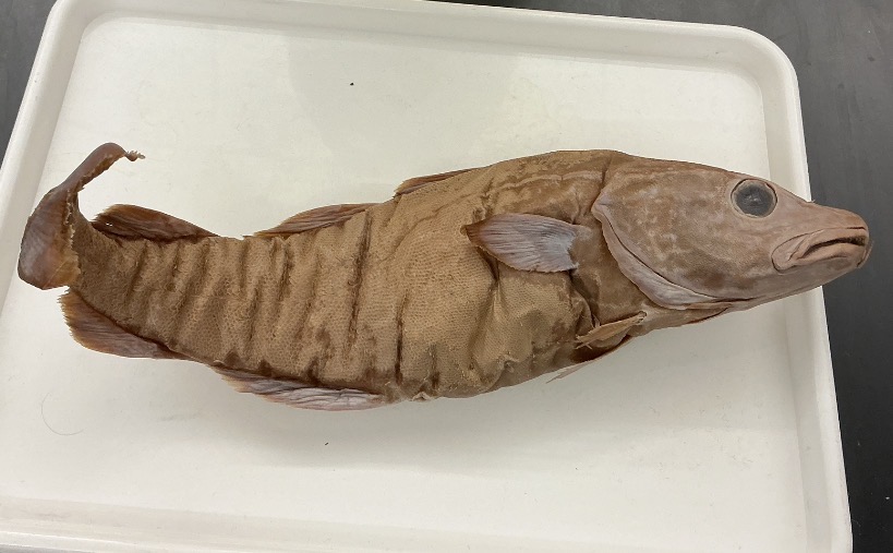 <p>Name the order</p>