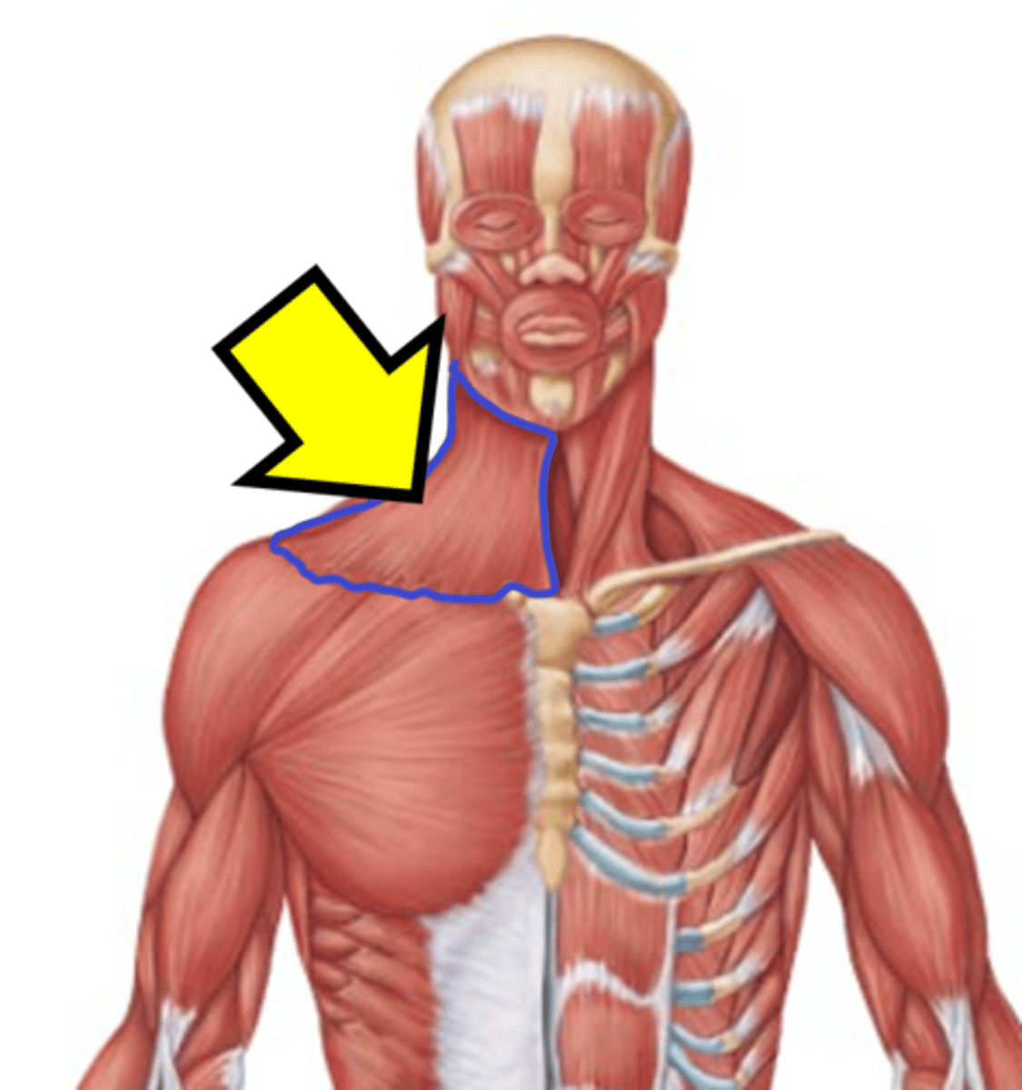 <p>Name the muscle.</p>