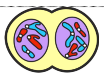<ul><li><p>Spindle fibres disperse</p></li><li><p>Nuclear envelopes form</p></li><li><p>Chromatids uncoil &amp; become too thin to see</p></li></ul><p></p>