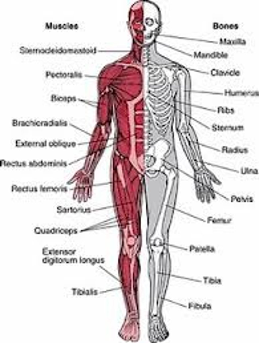 <p>Skeleton supports and protects the body, forms blood cells, and stores minerals. Muscles produce movement.</p><p>• Bones</p><p>• Joints</p><p>• Muscles</p>