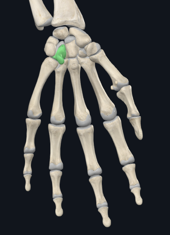 <p>What bone is this</p>