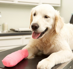 <p>What kind of bandage is this?</p>