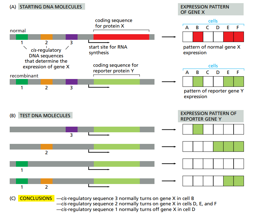 <p>You use different reporter genes to figure out which regulatory sequences allow expression of which gene.</p>